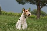 FOX TERRIER 676